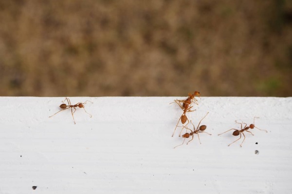 Cómo acabar con las hormigas de forma efectiva