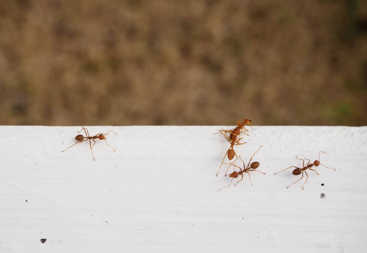 Cómo acabar con las hormigas de forma efectiva
